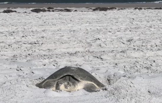 St. Johns County Enforces New Beach Regulations to Protect Endangered Sea Turtles During Nesting Season