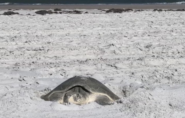 St. Johns County Enforces New Beach Regulations to Protect Endangered Sea Turtles During Nesting Season