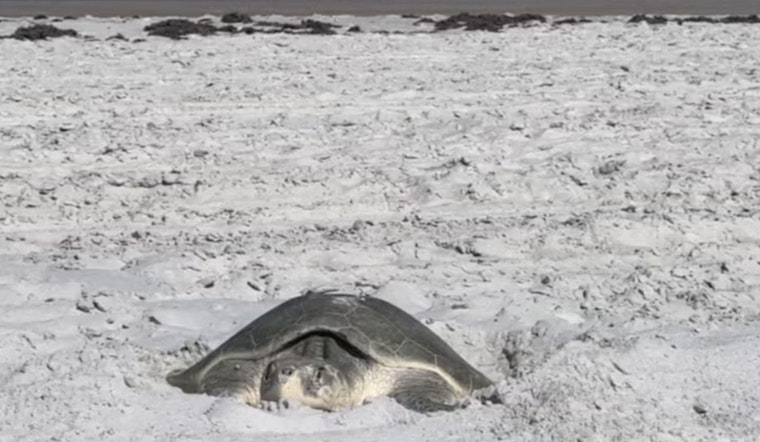 St. Johns County Enforces New Beach Regulations to Protect Endangered Sea Turtles During Nesting Season