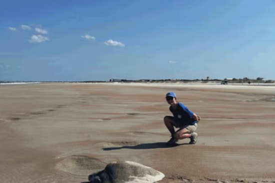 St. Johns County's Beach Tilling Efforts Aim to Enhance Sea Turtle Nesting Habitat