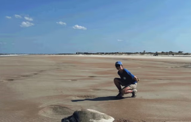 St. Johns County's Beach Tilling Efforts Aim to Enhance Sea Turtle Nesting Habitat