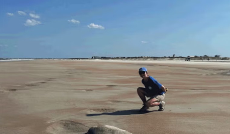 St. Johns County's Beach Tilling Efforts Aim to Enhance Sea Turtle Nesting Habitat