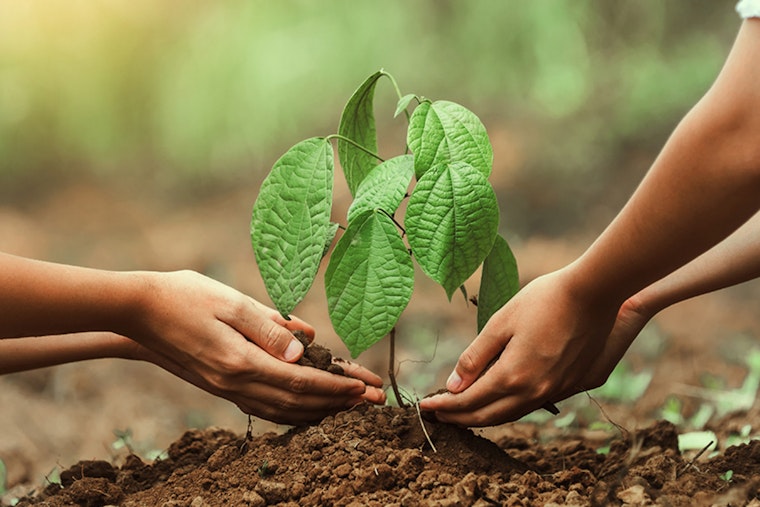 St. Louis Park Celebrates Arbor Month with Tree Planting and Green Activities at Browndale Park