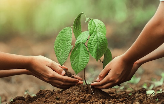 St. Louis Park Celebrates Arbor Month with Tree Planting and Green Activities at Browndale Park