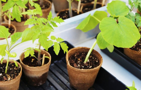 St. Louis Park Invites Locals to Annual Gardening Swap on May 13