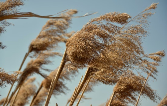 Sunny Skies and Gusty Winds Sweep Oklahoma City as Variable Weather Looms