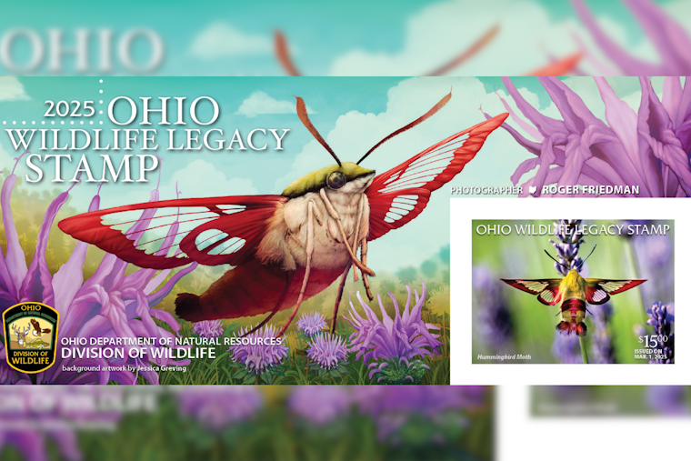 Support Ohio Wildlife Conservation by Purchasing the 2025 Ohio Wildlife Legacy Stamp Featuring Hummingbird Clearwing Moth