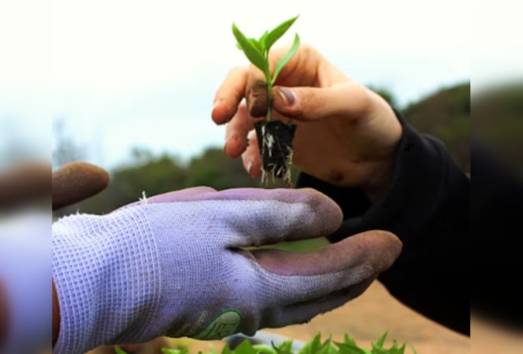 Tacoma Invites Community to Earth Day Planting Party at McKinley Overlook on April 19