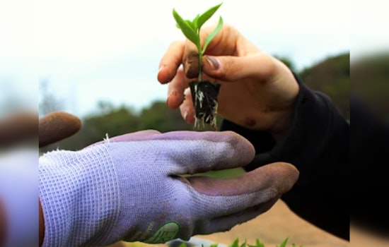 Tacoma Invites Community to Earth Day Planting Party at McKinley Overlook on April 19
