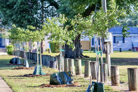 Tampa Residents Plant Ideas for Urban Greenery at Trees for Tampa Open House in Ybor City