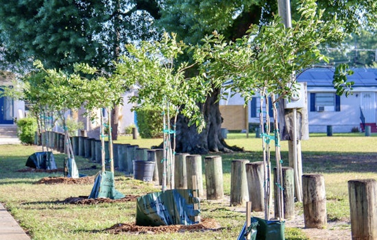 Tampa Residents Plant Ideas for Urban Greenery at Trees for Tampa Open House in Ybor City
