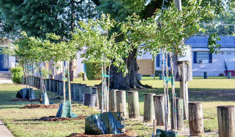 Tampa Residents Plant Ideas for Urban Greenery at Trees for Tampa Open House in Ybor City