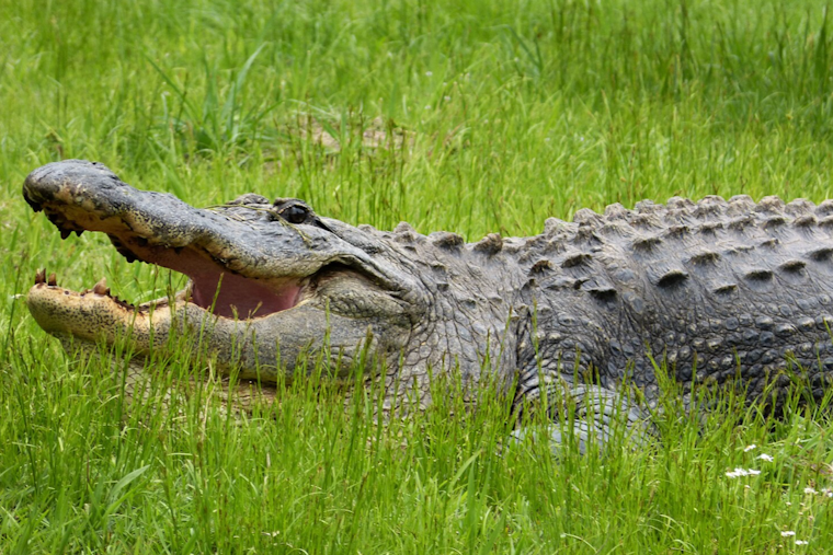 Tampa Woman Heroically Fights Off Alligator to Rescue Her Dog Near Neighborhood Pond