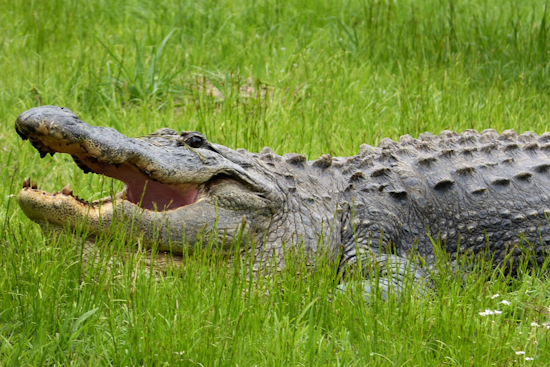 Tampa Woman Heroically Fights Off Alligator to Rescue Her Dog Near Neighborhood Pond