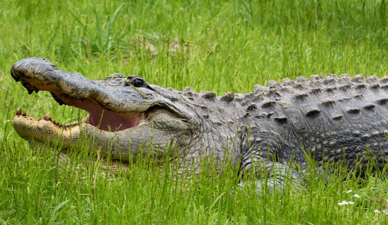 Tampa Woman Heroically Fights Off Alligator to Rescue Her Dog Near Neighborhood Pond