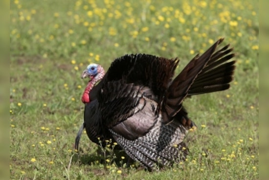 Tennessee's Statewide Spring Turkey Hunting Season Kicks Off April 12