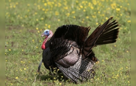 Tennessee's Statewide Spring Turkey Hunting Season Kicks Off April 12