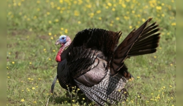 Tennessee's Statewide Spring Turkey Hunting Season Kicks Off April 12
