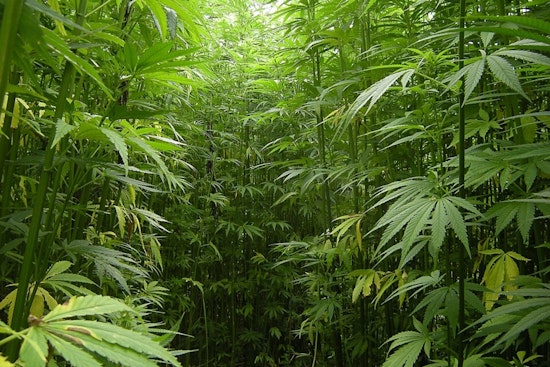 Texas Hemp Farmers Fear Potential Industry Collapse Under Proposed THC Ban