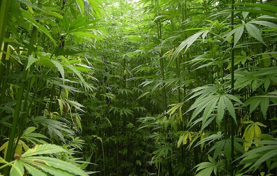 Texas Hemp Farmers Fear Potential Industry Collapse Under Proposed THC Ban