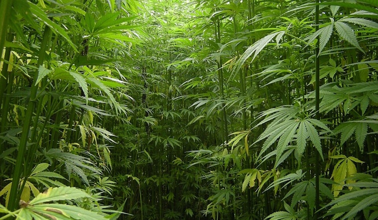 Texas Hemp Farmers Fear Potential Industry Collapse Under Proposed THC Ban