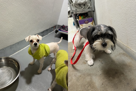 Three Small Dogs Found Abandoned in Taped Box at Heritage Park, Everman Emergency Services Seeks Owner and Culprit