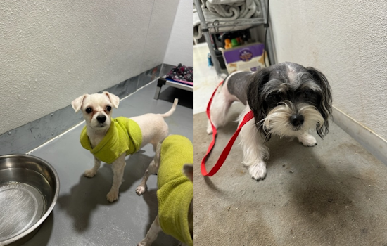 Three Small Dogs Found Abandoned in Taped Box at Heritage Park, Everman Emergency Services Seeks Owner and Culprit