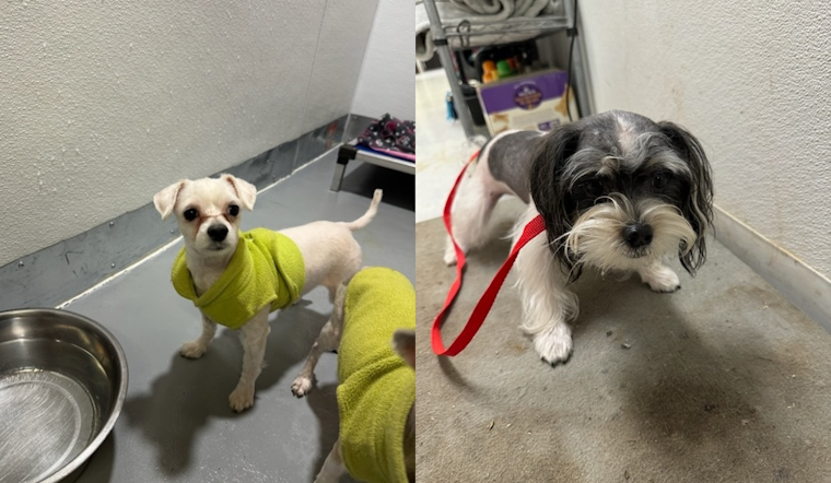 Three Small Dogs Found Abandoned in Taped Box at Heritage Park, Everman Emergency Services Seeks Owner and Culprit