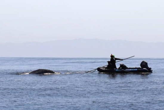 Trapped Gray Whale Freed Off California Coast by Rescue Team Near Palos Verdes Peninsula