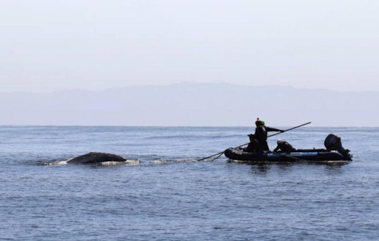 Trapped Gray Whale Freed Off California Coast by Rescue Team Near Palos Verdes Peninsula