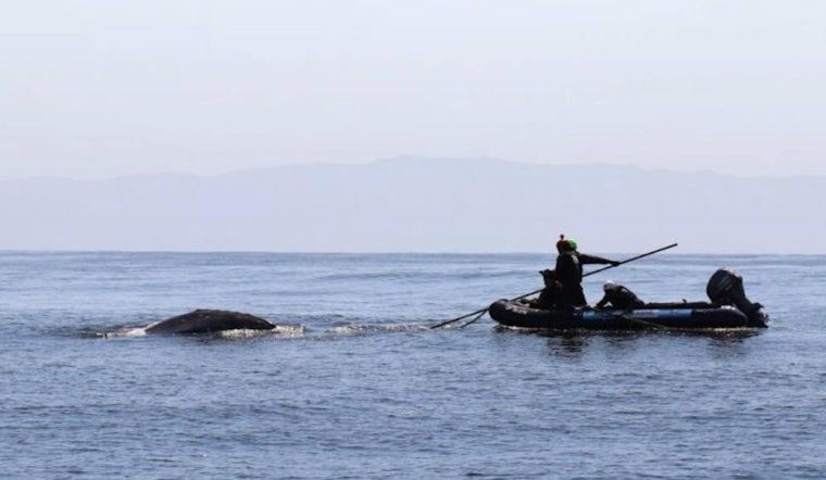 Trapped Gray Whale Freed Off California Coast by Rescue Team Near Palos Verdes Peninsula