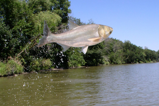 Trump Engages in Talks to Boost Great Lakes Asian Carp Defenses as Illinois Seeks Funding Assurances