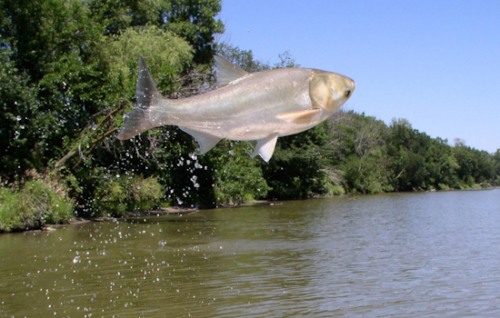 Trump Engages in Talks to Boost Great Lakes Asian Carp Defenses as Illinois Seeks Funding Assurances