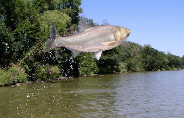 Trump Engages in Talks to Boost Great Lakes Asian Carp Defenses as Illinois Seeks Funding Assurances