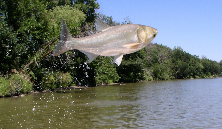 Trump Engages in Talks to Boost Great Lakes Asian Carp Defenses as Illinois Seeks Funding Assurances