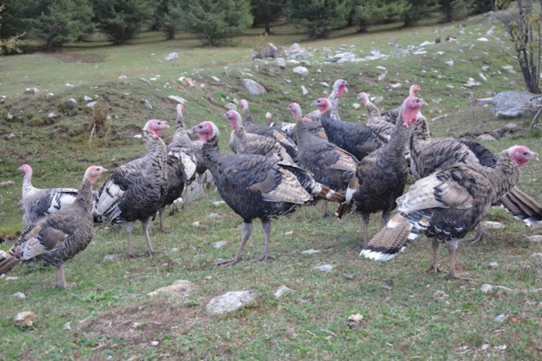 Two Suspects Cited for Turkey Hunting Violations in Beauregard Parish, Louisiana