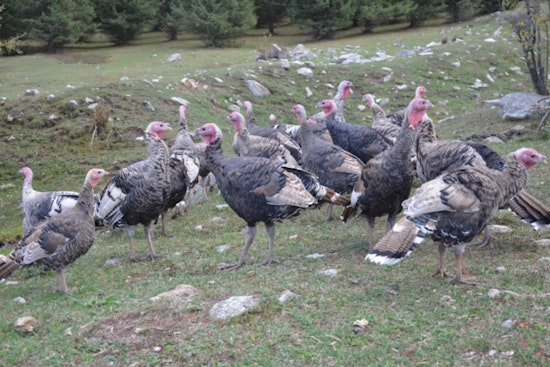 Two Suspects Cited for Turkey Hunting Violations in Beauregard Parish, Louisiana