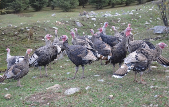 Two Suspects Cited for Turkey Hunting Violations in Beauregard Parish, Louisiana