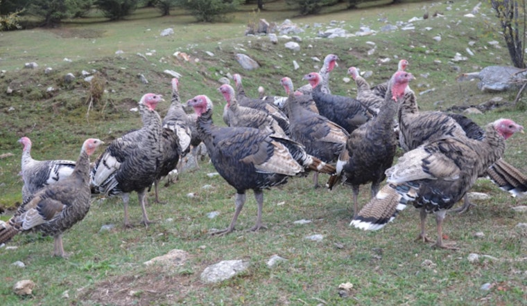 Two Suspects Cited for Turkey Hunting Violations in Beauregard Parish, Louisiana