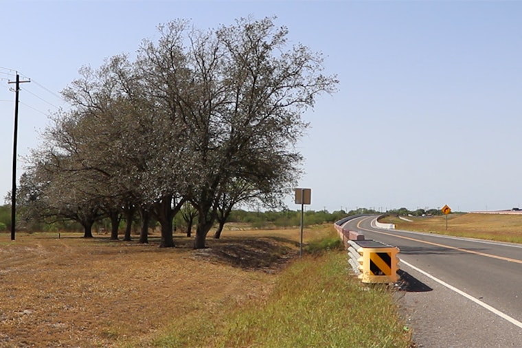 TxDOT Reroutes Highway Project in Premont to Save Clones of Historic Treaty Oak
