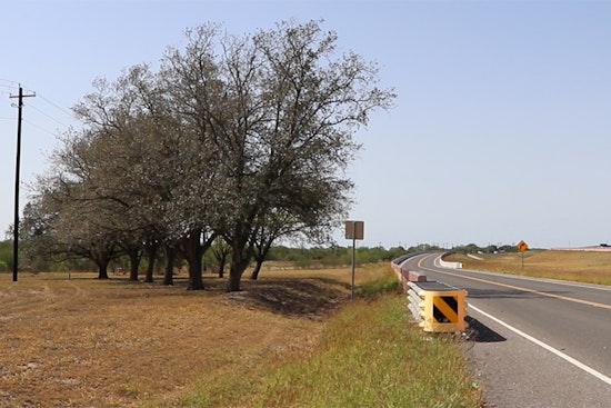 TxDOT Reroutes Highway Project in Premont to Save Clones of Historic Treaty Oak