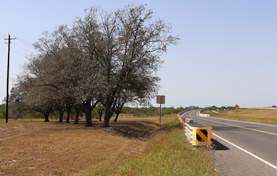 TxDOT Reroutes Highway Project in Premont to Save Clones of Historic Treaty Oak