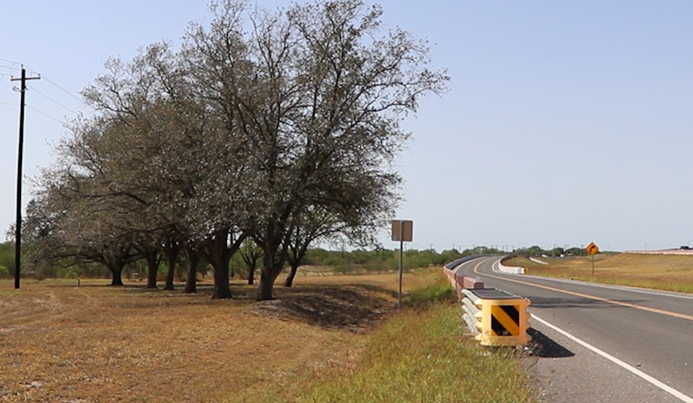 TxDOT Reroutes Highway Project in Premont to Save Clones of Historic Treaty Oak