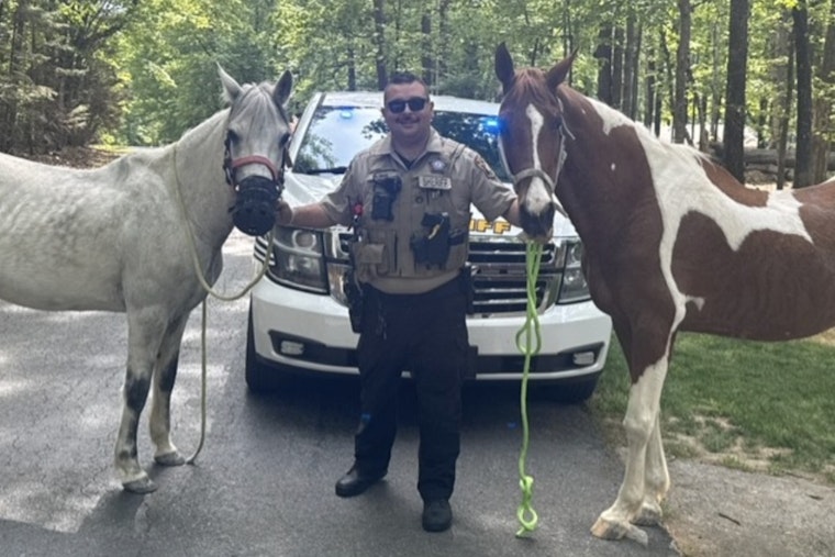 Union County Sheriff's Deputy Safely Wrangles Loose Horses in Weddington Traffic Incident