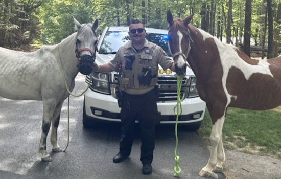 Union County Sheriff's Deputy Safely Wrangles Loose Horses in Weddington Traffic Incident