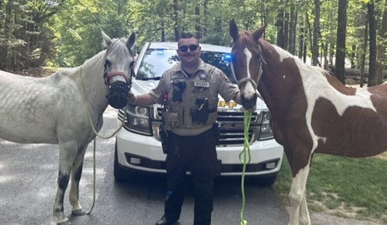 Union County Sheriff's Deputy Safely Wrangles Loose Horses in Weddington Traffic Incident