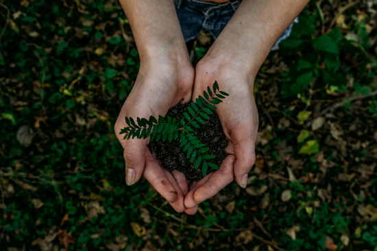 University of Cincinnati Champions Sustainability: Set for "Tree Campus USA" Honor and Unveils Urban Renewal Efforts