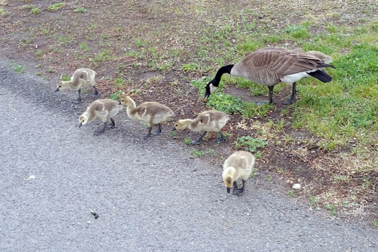 University of Cincinnati Students Shepherd Goslings to Safety in Annual "Goose Watch" Tradition