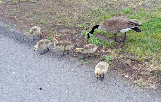 University of Cincinnati Students Shepherd Goslings to Safety in Annual "Goose Watch" Tradition