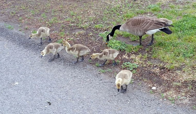 University of Cincinnati Students Shepherd Goslings to Safety in Annual "Goose Watch" Tradition